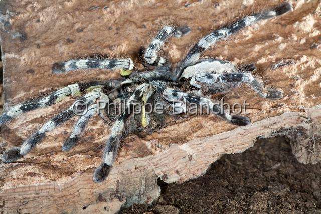 Theraphosidae_7725.JPG - Sri Lanka, Araneae, Mygalomorphae, Theraphosidae, Mygale (Poecilotheria vittata =Poecilotheria pederseni), Pokie, Vittata Ornamental