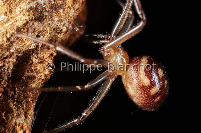 Theridiidae_7281.JPG - France, Paris (75), Araneae, Theridiidae, Araignée, Veuve des villes (Steatoda grossa), femelle, Dark comb-footed spider, in "Portraits d'araignées" de Christine Rollard et Philippe Blanchot, ed. Quae 