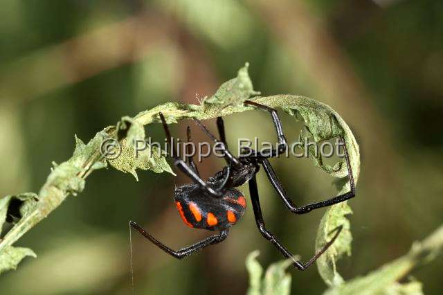 Theridiidae_7654.JPG - France, Corse (2A), Araneae, Theridiidae, Veuve noire méditerranéenne, Malmignatte ou Veuve noire d'Europe (Latrodectus tredecimguttatus), Mediterranean black widow, in "Portraits d'araignées" de Christine Rollard et Philippe Blanchot, ed. Quae 
