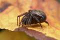 Theridiidae_0268