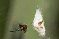 Theridiidae_0924