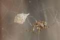Theridiidae_0959