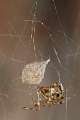 Theridiidae_0960-1