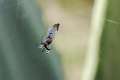 Theridiidae_0977