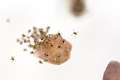 Theridiidae_1014-2