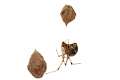 Theridiidae_1126-1
