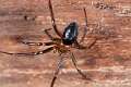 Theridiidae_3815