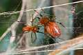 Theridiidae_4101