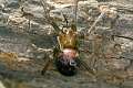 Theridiidae_4223