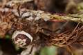 Theridiidae_5010