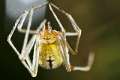 Theridiidae_5478
