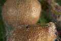 Theridiidae_6126