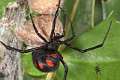 Theridiidae_6163