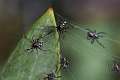 Theridiidae_6174