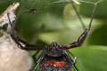 Theridiidae_6236