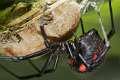 Theridiidae_6253
