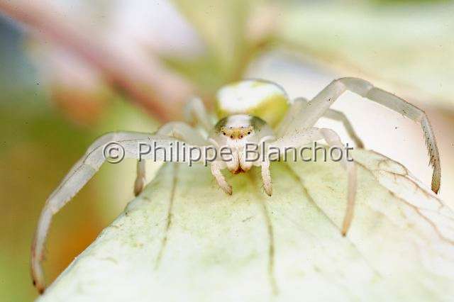 Thomisidae_9670.JPG - France, Araneae, Thomisidae, Thomise variable ou Araignée-crabe des fleurs (Misumena vatia), forme blanche, Goldenrod crab spider or Flower crab spider, in "Portraits d'araignées" de Christine Rollard et Philippe Blanchot, ed. Quae