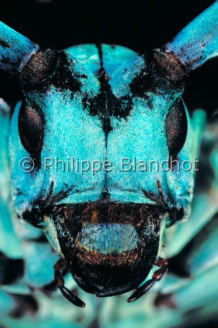 [Anoplophora solii] Un Cerambycidae Anoplophora%20stanleyana