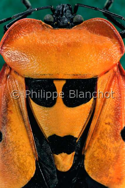 Portraits d'insectes Le livre