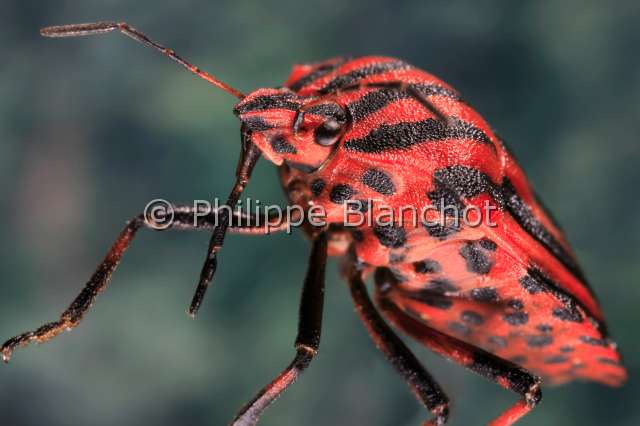 graphosoma.JPG - Graphosoma italicum (Portrait)Punaise arlequin, Graphosome italienShield BugHemiptera, PentatomidaeFrance