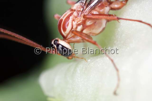 ophion.JPG - Ophion spShort-tailed Ichneumon WaspHymenoptera, IchneumonidaeFrance