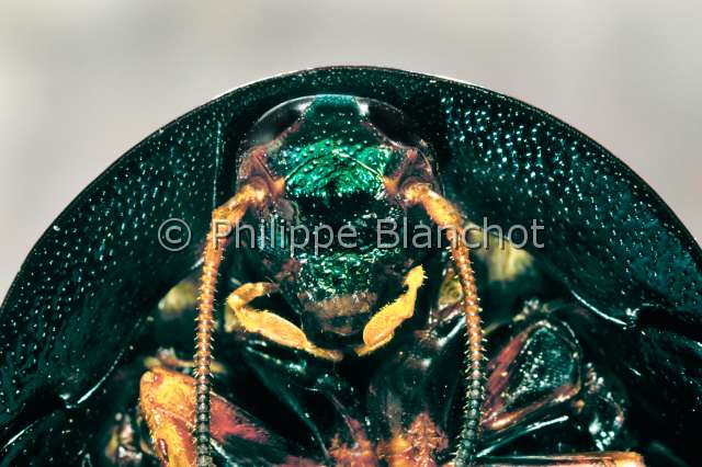 Trichoblatta.JPG - Trichoblatta sp. (Portrait)BlatteDictyopteraBlattidaeCambodge