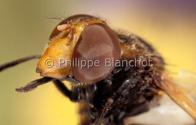 Volucelle.JPG - Volucella sp.VolucelleHoverflyDipteraSyrphidaeFrance