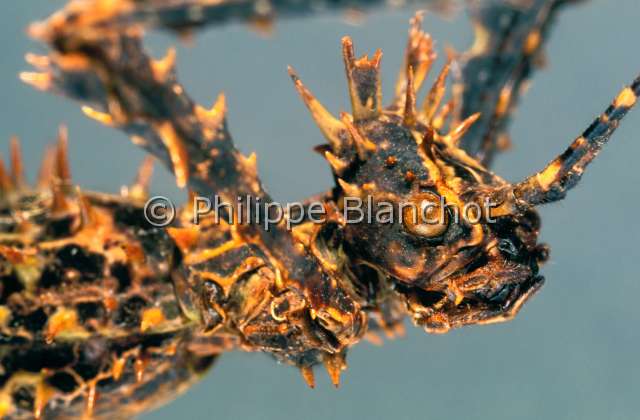 http://www.philippeblanchot.com/photos/portraitsinsectes/phasmes/slides/Parectatosoma%20hystrix.jpg