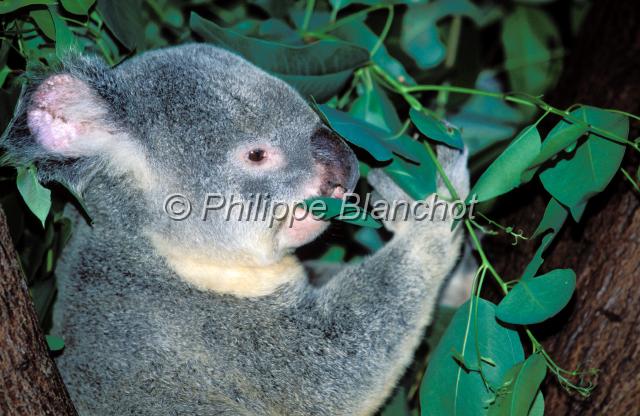 koala.JPG - KoalaKoala bearPhascolarctos cinereusThe Rainforest Habitat Wildlife SanctuaryPort DouglasQueenslandAustralie