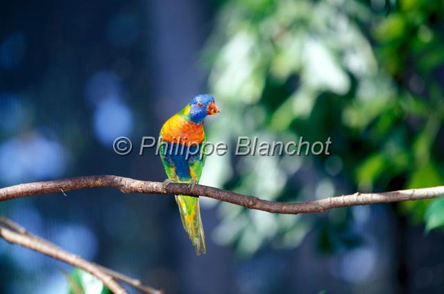 loriquet.JPG - Loriquet arc-en-cielRainbow LorikeetTrichoglossus haematodusPsittacidéThe Rainforest Habitat Wildlife SanctuaryPort DouglasQueenslandAustralie