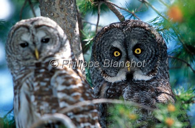 chouette.JPG - Chouette de l'Oural (à gauche)Ural OwlStrix uralensisChouette lapone (à droite)Great Grey OwlStrix nebulosaStrigidaeAlbertaCanada